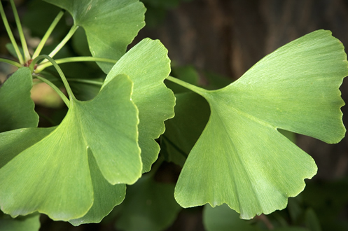 The Story behind the Magic Ginkgo